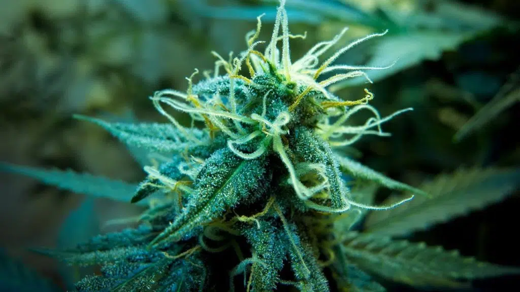 Tout savoir sur les fleurs de CBD : le guide bien-être pour un choix éclairé